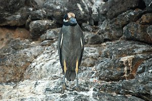 Heron, Yellow-crowned Night, 2004-10314216